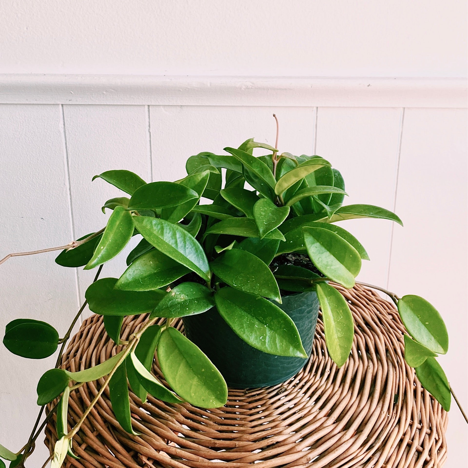 Hoya Carnosa 'Green' | The Plant Shack